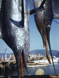 Two Sailfish