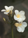 Hawaiian Flora: Plumeria Blossoms