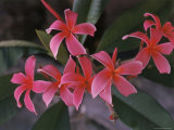 Hawaiian Flora: Plumeria Blossoms