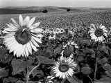 Sunflower Field in Full Bloom