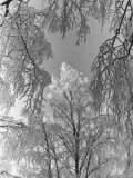 Snow Covering Trees Northeast of Lake Ladoga