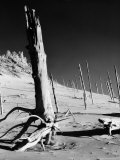 Tree Graveyard on Howling Hill in Indiana State Park