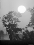 Sun Rising over Trees in Indiana Dunes State Park
