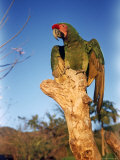 Military Macaw