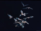 Pack of Spear Nosed Bats in Flight at Yale's Kline Biology Lab
