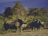 Two Rhinoceros on Amboseli Nature Reserve