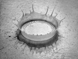 Stop Action Photograph of Splash of Milk Drop