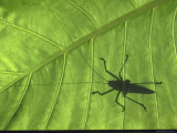 Silhouette of a Bug on a Leaf