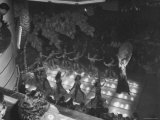 Women Dancing to Entertain the Audience at the Night Club