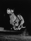 Muzzled Greyhound Captured at Full Speed by High Speed Camera in Race at Wonderland Track