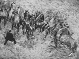 Ringling Bros Animal Trainer Working with Show Horses