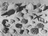 Shell Fair  Sanibel Island