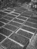 Picked Cherry's Ready For Eating and Canning