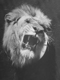 Mounted Head of the MGM Movie Studio Trademark