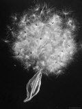 Pod of Milkweed