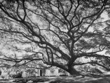 View of a Monkey Pod Tree