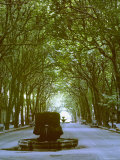 Plane Trees Shade Wide Boulevard of Cours Mirabeau in Aix En Provence