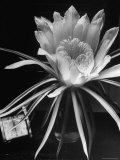 View of a Night Blooming Cereus Blooming at 12:00 AM