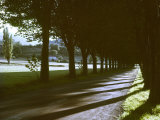 Tree Lined Roadway Somewhere in Provence