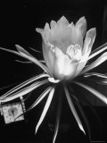 View of a Night Blooming Cereus Blooming at 8:00 PM