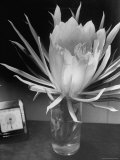 View of a Night Blooming Cereus Blooming at 7:30 PM