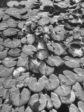View of Water Lilies Growing on the Surface of a Lake