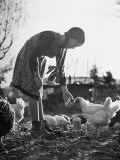 Small Flock of Chickens in Swiss Farmyard Being Fed by Girl of the Farm Family