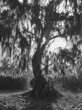 Moss Covered Trees