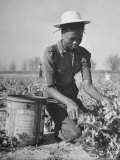 Young African American Sharecropper Woman Picking Peas in a Field on Farm