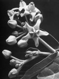View of Calatropis Gigantea
