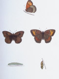 Textbook Illustration of a Large Meadow Brown Butterfly in Caterpillar  Chrysalis and Mature Stages