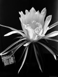 View of a Night Blooming Cereus Blooming at 9:30 PM