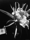View of a Night Blooming Cereus Blooming at 8:00 PM