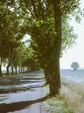 Tree Lined Road Near Nimes