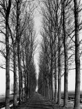 Tree Lined Road Near Delft  Holland