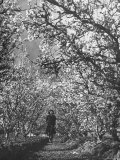 Woman Walking Among Pear Trees in Full Bloom
