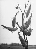 Stalk of Milkweed Harvesting