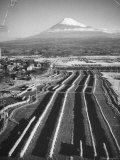 Rice Fields Lying at the Foot of Fuji Yama Mountains