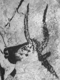 Prehistoric Cave Painting of an Animal