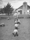 View of a Sheep Farm