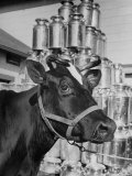 View of a Cow on a Farm
