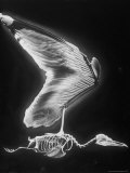 Skeletal Structure of a Bird