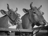 View of a Cow and Bull on a Farm