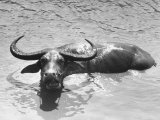 Water Buffalo Starring at Photographer
