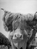 Ox Wearing Sheepskin 