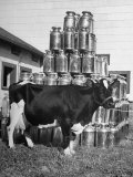 View of a Cow on a Farm