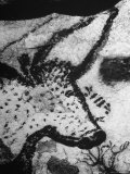 Prehistoric Cave Painting of an Animal