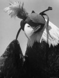 Trained Bald Eagle Wearing a Falcon Hood