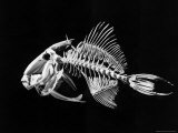 Skeletal Vertebrae of a Fish