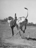 Tony Parker Taking a Spill Off a Brahma Cow During the All Girl's Rodeo